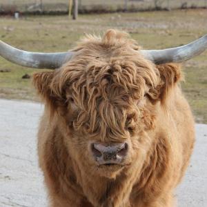 buffalo