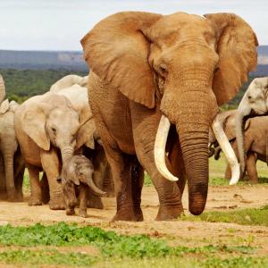elephant