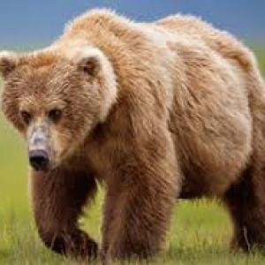 oso