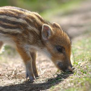 pig