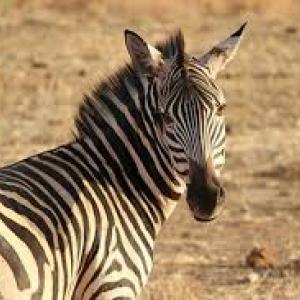 zebra